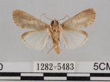 中文名:斜紋夜蛾(1282-5483)學名:Spodoptera litura (Fabricius, 1775)(1282-5483)