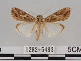 中文名:斜紋夜蛾(1282-5483)學名:Spodoptera litura (Fabricius, 1775)(1282-5483)