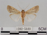 中文名:斜紋夜蛾(1282-5640)學名:Spodoptera litura (Fabricius, 1775)(1282-5640)