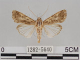 中文名:斜紋夜蛾(1282-5640)學名:Spodoptera litura (Fabricius, 1775)(1282-5640)