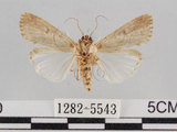 中文名:斜紋夜蛾(1282-5543)學名:Spodoptera litura (Fabricius, 1775)(1282-5543)