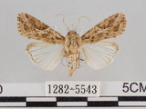 中文名:斜紋夜蛾(1282-5543)學名:Spodoptera litura (Fabricius, 1775)(1282-5543)