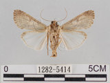 中文名:斜紋夜蛾(1282-5414)學名:Spodoptera litura (Fabricius, 1775)(1282-5414)