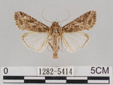 中文名:斜紋夜蛾(1282-5414)學名:Spodoptera litura (Fabricius, 1775)(1282-5414)