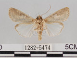 中文名:斜紋夜蛾(1282-5474)學名:Spodoptera litura (Fabricius, 1775)(1282-5474)