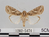 中文名:斜紋夜蛾(1282-5474)學名:Spodoptera litura (Fabricius, 1775)(1282-5474)