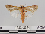 中文名:斜紋夜蛾(1282-3954)學名:Spodoptera litura (Fabricius, 1775)(1282-3954)