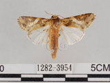 中文名:斜紋夜蛾(1282-3954)學名:Spodoptera litura (Fabricius, 1775)(1282-3954)