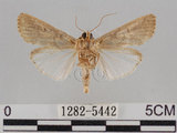 中文名:斜紋夜蛾(1282-5442)學名:Spodoptera litura (Fabricius, 1775)(1282-5442)