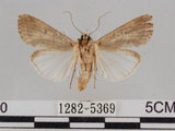 中文名:斜紋夜蛾(1282-5369)學名:Spodoptera litura (Fabricius, 1775)(1282-5369)