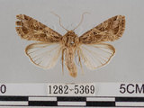 中文名:斜紋夜蛾(1282-5369)學名:Spodoptera litura (Fabricius, 1775)(1282-5369)