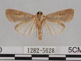 中文名:斜紋夜蛾(1282-5628)學名:Spodoptera litura (Fabricius, 1775)(1282-5628)