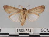 中文名:斜紋夜蛾(1282-5541)學名:Spodoptera litura (Fabricius, 1775)(1282-5541)