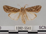 中文名:斜紋夜蛾(1282-5541)學名:Spodoptera litura (Fabricius, 1775)(1282-5541)