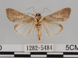 中文名:斜紋夜蛾(1282-5484)學名:Spodoptera litura (Fabricius, 1775)(1282-5484)