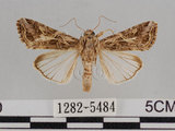 中文名:斜紋夜蛾(1282-5484)學名:Spodoptera litura (Fabricius, 1775)(1282-5484)