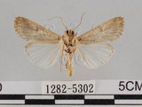 中文名:斜紋夜蛾(1282-5302)學名:Spodoptera litura (Fabricius, 1775)(1282-5302)