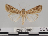 中文名:斜紋夜蛾(1282-5302)學名:Spodoptera litura (Fabricius, 1775)(1282-5302)