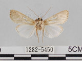 學名:Spodoptera litura (Fabricius, 1775)(1282-5450)