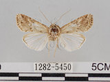 學名:Spodoptera litura (Fabricius, 1775)(1282-5450)