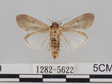 中文名:斜紋夜蛾(1282-5622)學名:Spodoptera litura (Fabricius, 1775)(1282-5622)