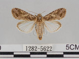 中文名:斜紋夜蛾(1282-5622)學名:Spodoptera litura (Fabricius, 1775)(1282-5622)