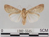 中文名:斜紋夜蛾(1282-5535)學名:Spodoptera litura (Fabricius, 1775)(1282-5535)