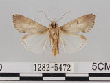 中文名:斜紋夜蛾(1282-5472)學名:Spodoptera litura (Fabricius, 1775)(1282-5472)