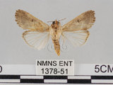 中文名:斜紋夜蛾(1378-51)學名:Spodoptera litura (Fabricius, 1775)(1378-51)