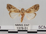 中文名:斜紋夜蛾(1378-51)學名:Spodoptera litura (Fabricius, 1775)(1378-51)