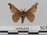 中文名:野蠶蛾(華家蠶)(1575-210)學名:Bombyx mandarina formosana (Matsumura, 1927)(1575-210)