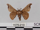 中文名:野蠶蛾(華家蠶)(1575-210)學名:Bombyx mandarina formosana (Matsumura, 1927)(1575-210)