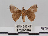中文名:野蠶蛾(華家蠶)(1729-104)學名:Bombyx mandarina formosana (Matsumura, 1927)(1729-104)