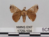 中文名:野蠶蛾(華家蠶)(1729-104)學名:Bombyx mandarina formosana (Matsumura, 1927)(1729-104)