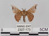 中文名:野蠶蛾(華家蠶)(2327-173)學名:Bombyx mandarina formosana (Matsumura, 1927)(2327-173)