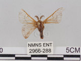 中文名:野蠶蛾(華家蠶)(2966-288)學名:Bombyx mandarina formosana (Matsumura, 1927)(2966-288)