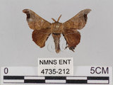 中文名:野蠶蛾(華家蠶)(4735-212)學名:Bombyx mandarina formosana (Matsumura, 1927)(4735-212)
