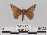 中文名:野蠶蛾(華家蠶)(4889-510)學名:Bombyx mandarina formosana (Matsumura, 1927)(4889-510)