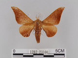 中文名:鉤翅赭蠶蛾(1282-23100)學名:Mustilia gerontica West, 1932(1282-23100)