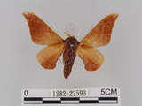 中文名:鉤翅赭蠶蛾(1282-22593)學名:Mustilia gerontica West, 1932(1282-22593)