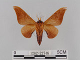 中文名:鉤翅赭蠶蛾(1282-22746)學名:Mustilia gerontica West, 1932(1282-22746)