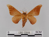 中文名:鉤翅赭蠶蛾(1282-22846)學名:Mustilia gerontica West, 1932(1282-22846)