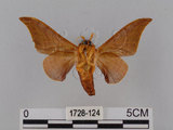 中文名:鉤翅赭蠶蛾(1728-124)學名:Mustilia gerontica West, 1932(1728-124)