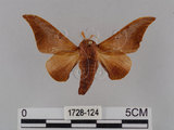 中文名:鉤翅赭蠶蛾(1728-124)學名:Mustilia gerontica West, 1932(1728-124)