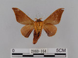 中文名:鉤翅赭蠶蛾(2069-164)學名:Mustilia gerontica West, 1932(2069-164)