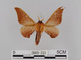 中文名:鉤翅赭蠶蛾(2069-331)學名:Mustilia gerontica West, 1932(2069-331)