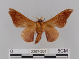 中文名:鉤翅赭蠶蛾(2367-201)學名:Mustilia gerontica West, 1932(2367-201)