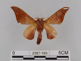 中文名:鉤翅赭蠶蛾(2367-193)學名:Mustilia gerontica West, 1932(2367-193)