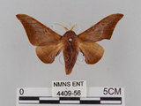 中文名:鉤翅赭蠶蛾(4409-56)學名:Mustilia gerontica West, 1932(4409-56)