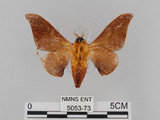 中文名:鉤翅赭蠶蛾(5053-73)學名:Mustilia gerontica West, 1932(5053-73)